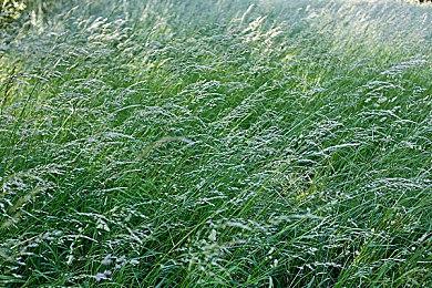 《无尽传奇 复刻版》开场动画 游戏售价198元